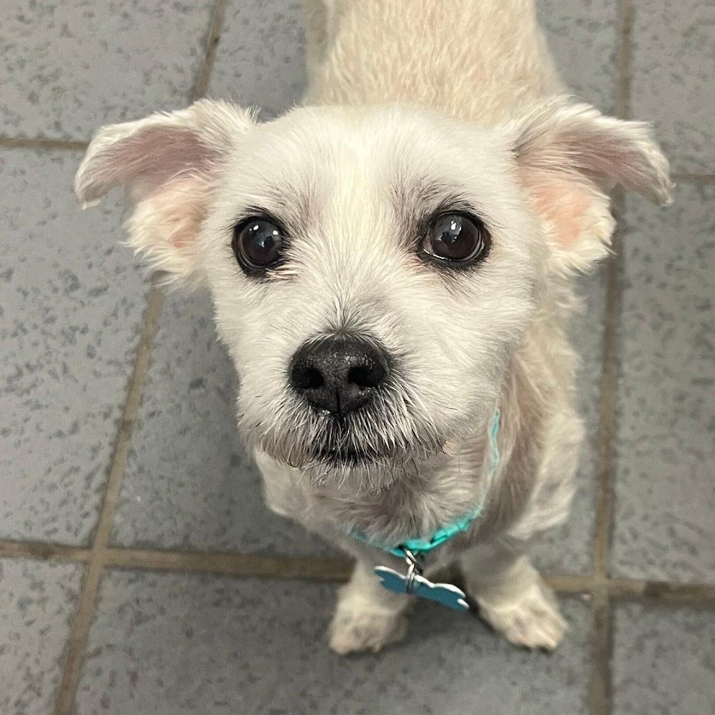 Benji