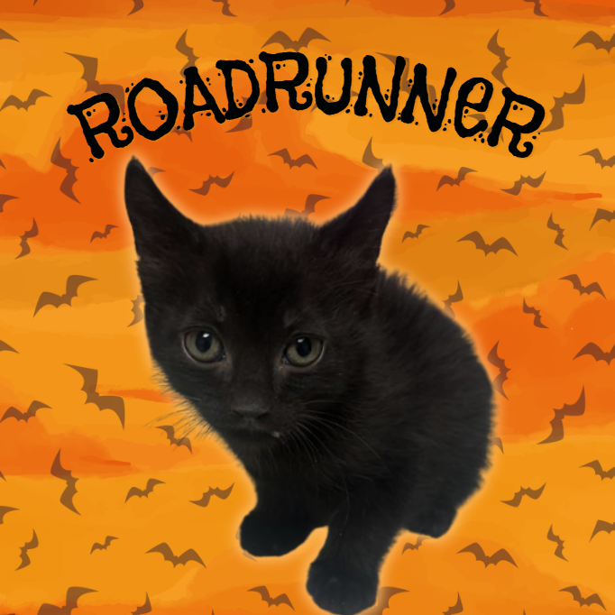 Roadrunner