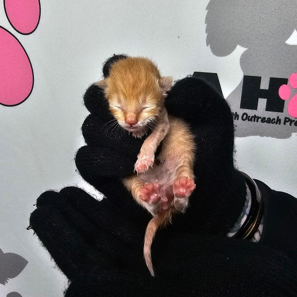 Peanut