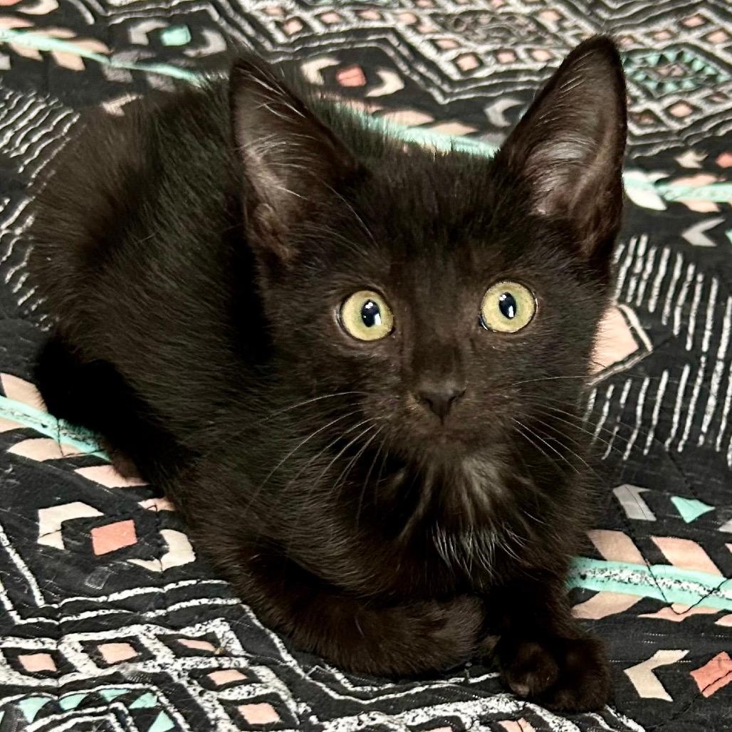 Licorice