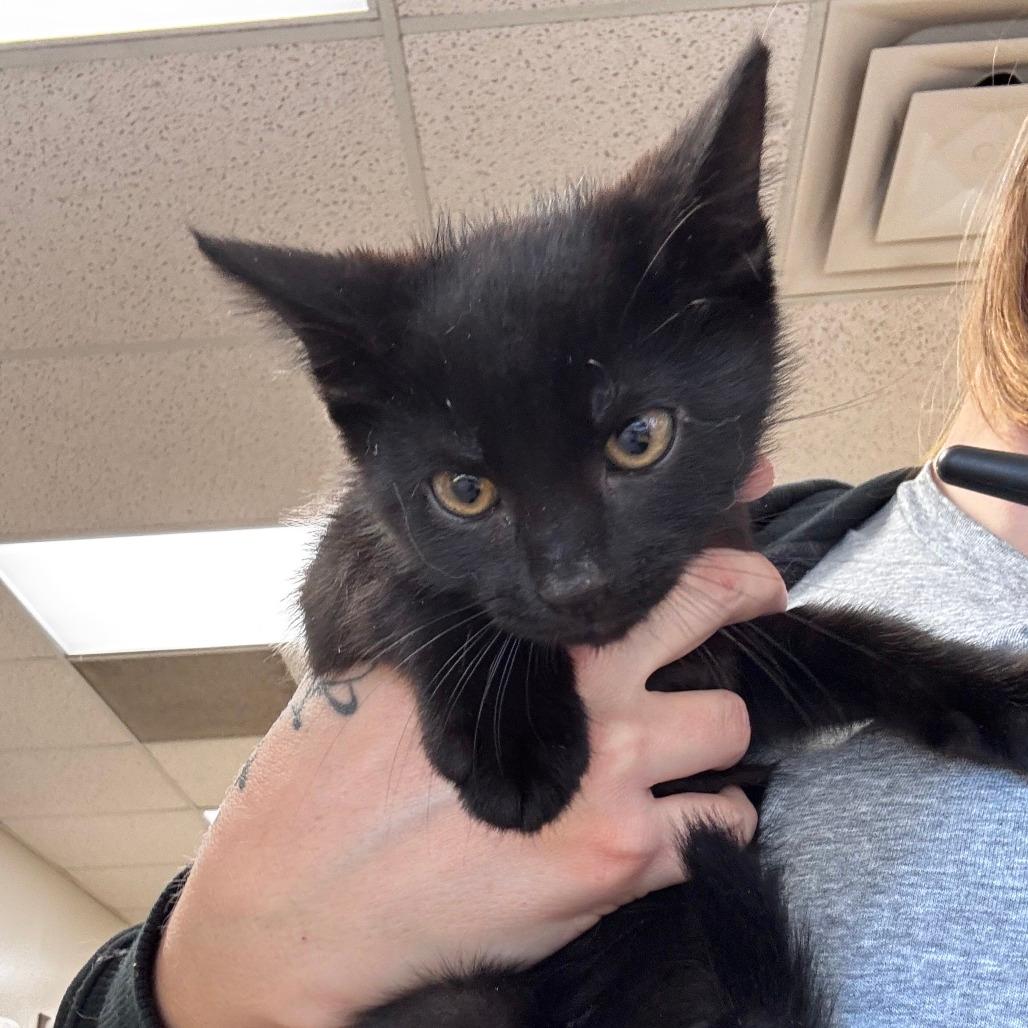 Binx