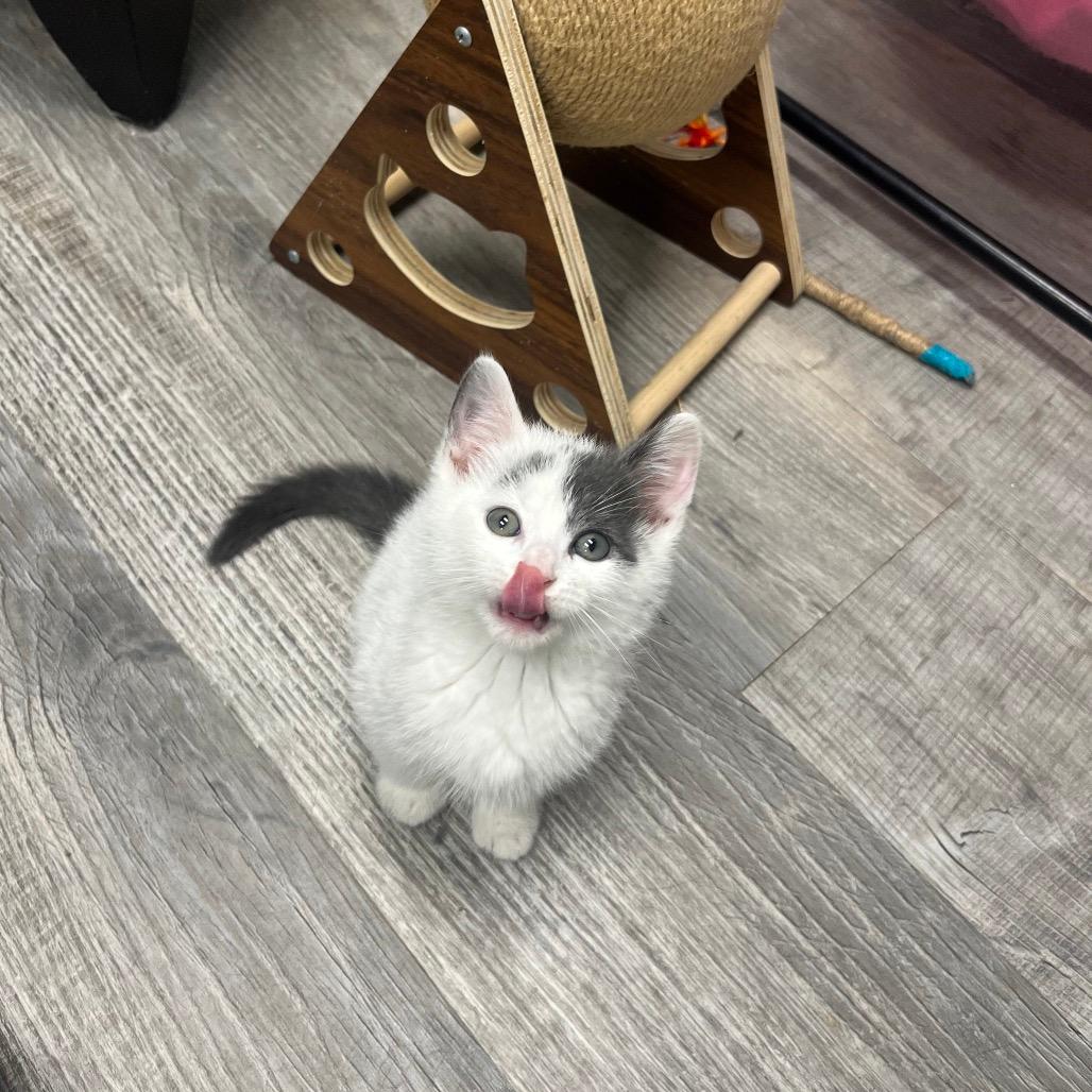 Pouncer