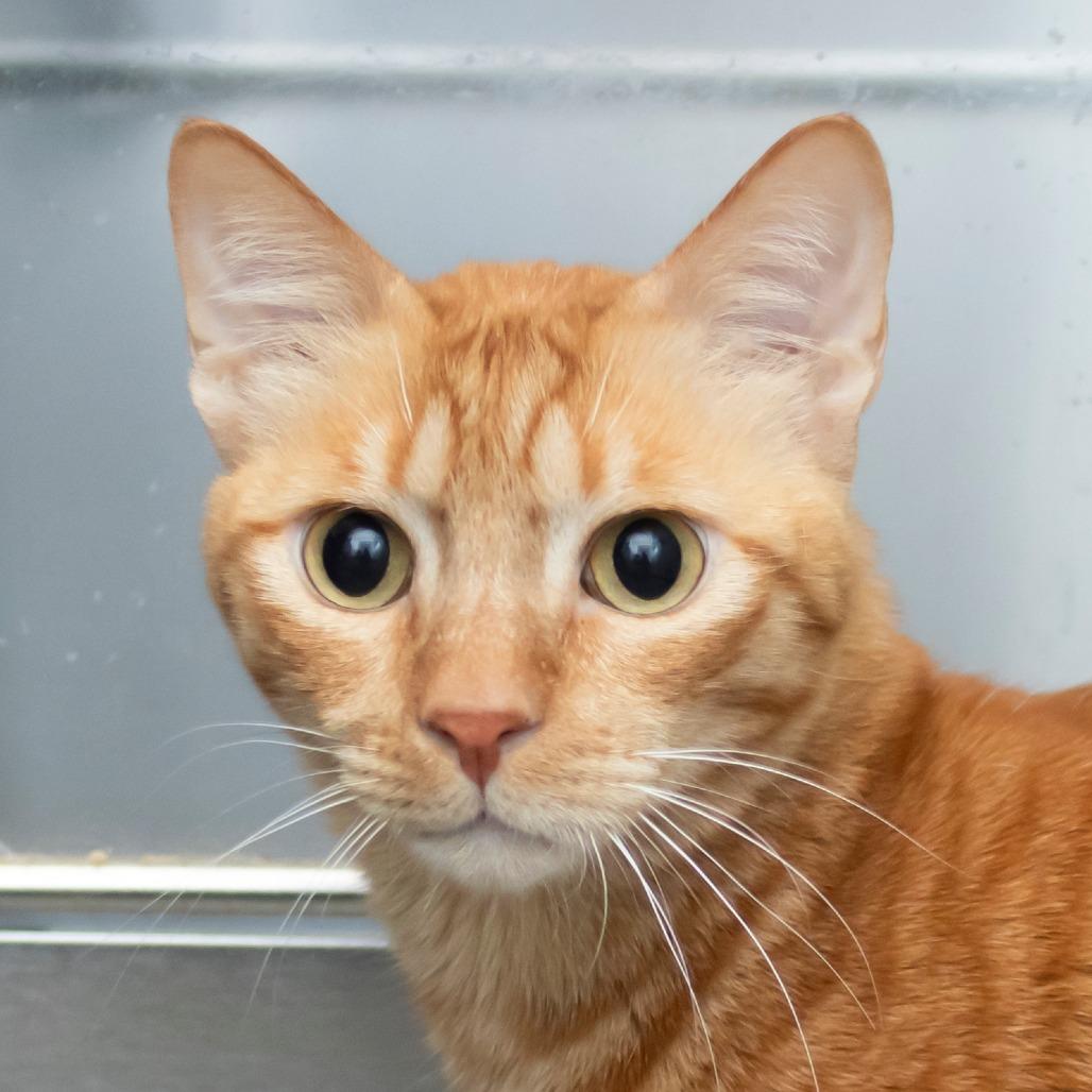 Garfield
