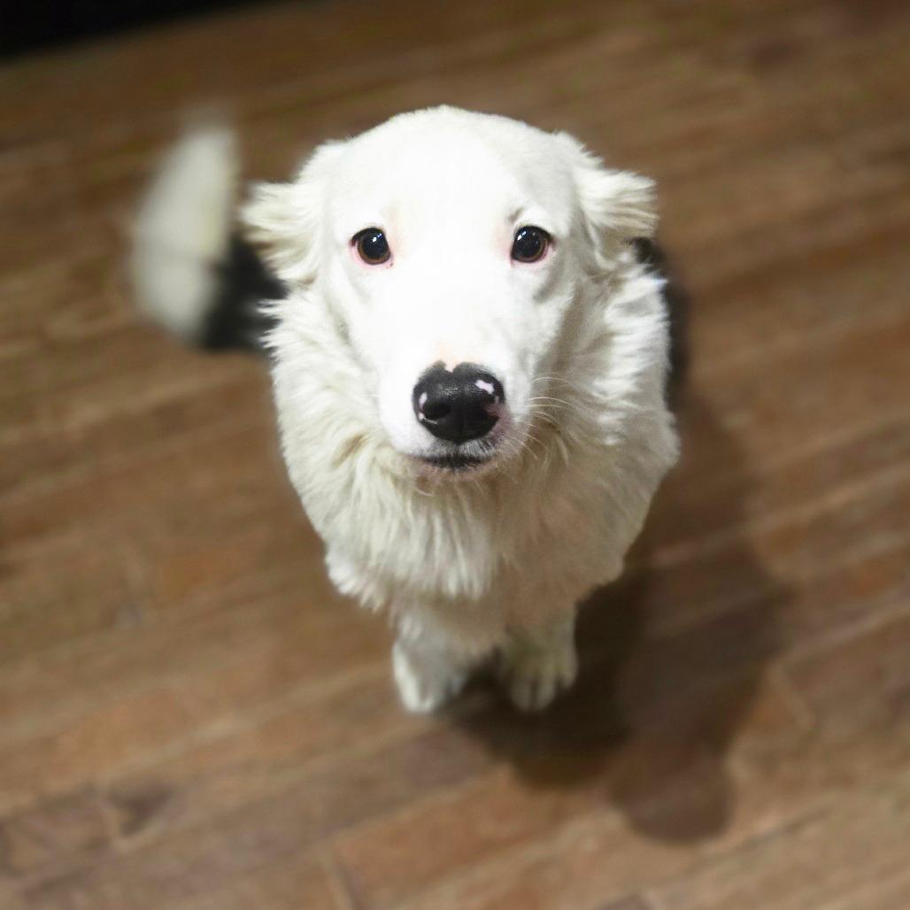 Milo