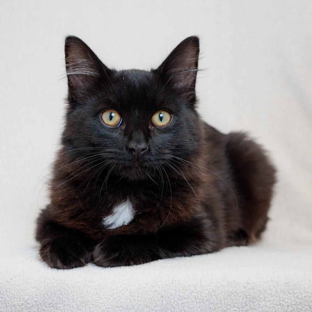 Remy