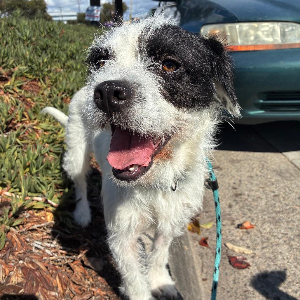 Frankie - Costa Mesa  Location