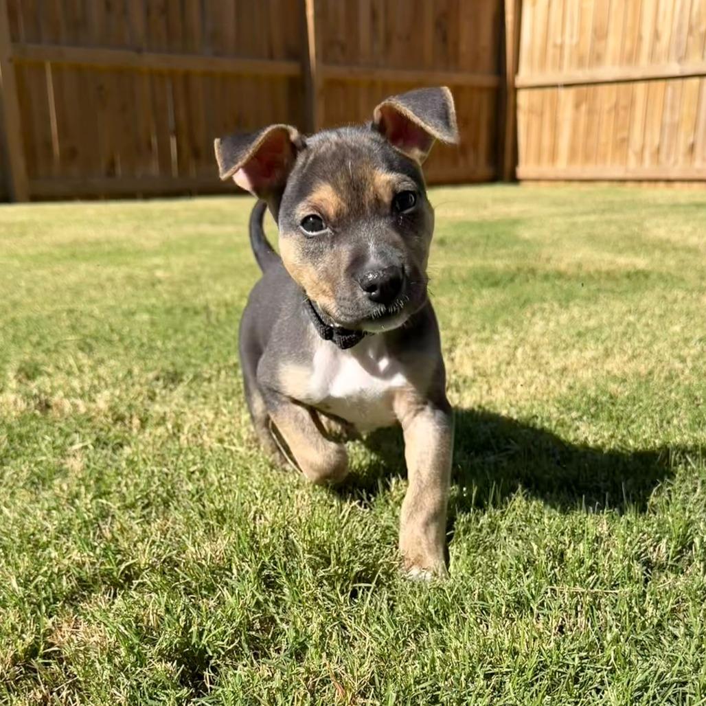 Jude
