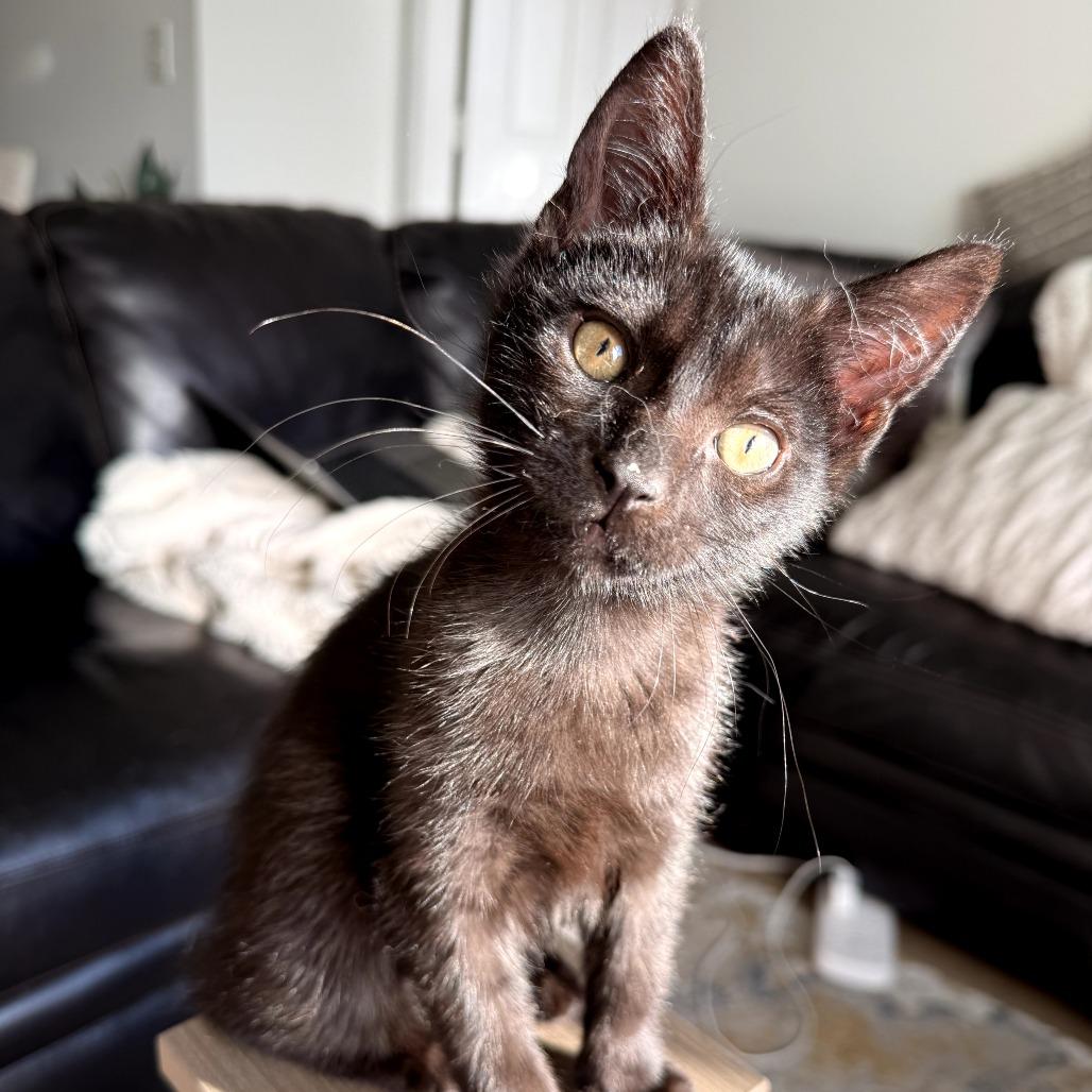 Bagheera
