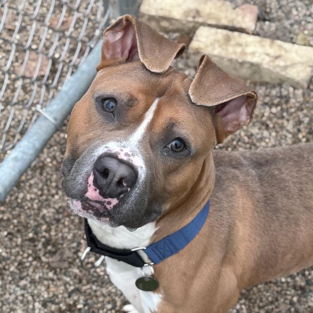 Fergus