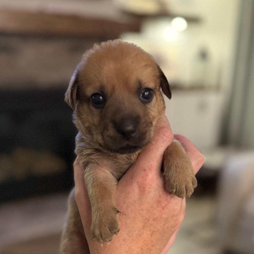 Nash