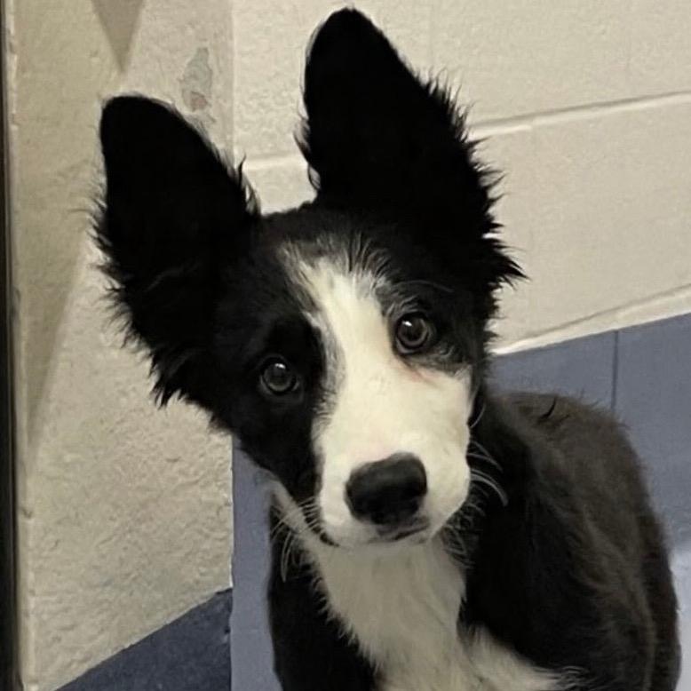 Ranger (puppy) - ECAS