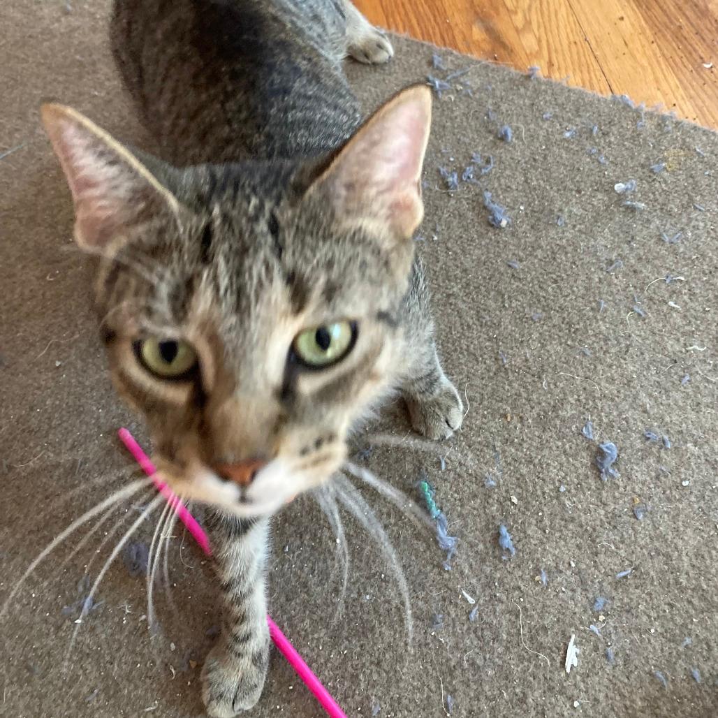 Lily-50% OFF! In Foster