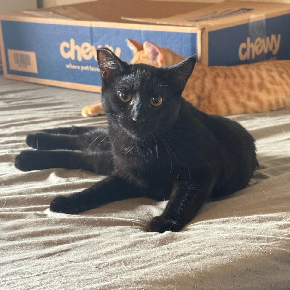 Poe