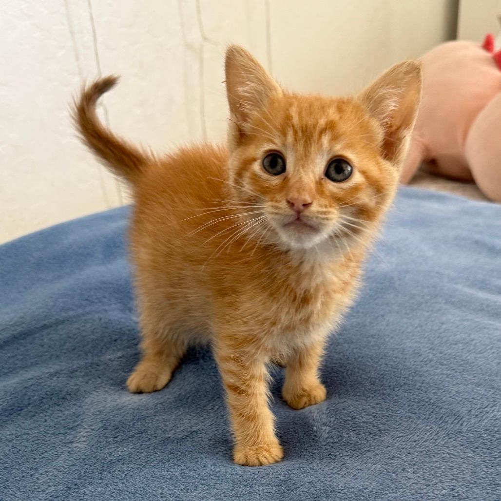 Cinnamon