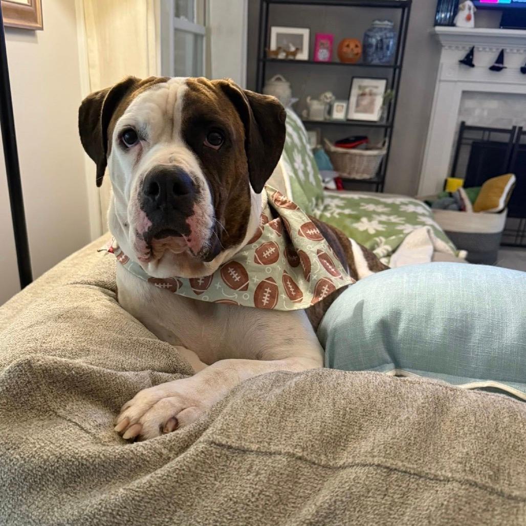 Janie (Adoption Fee - Sponsored!)In Foster