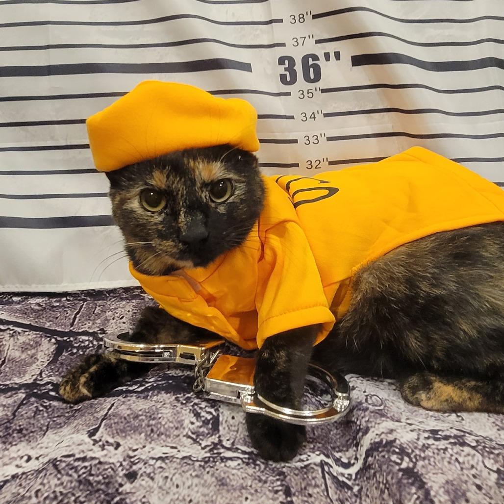 Calypso
