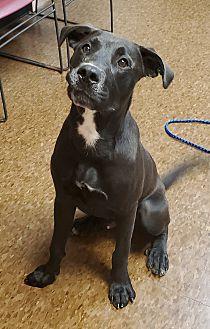 Friends Of The Orleans County Animal Shelter Albion Ny Chewy