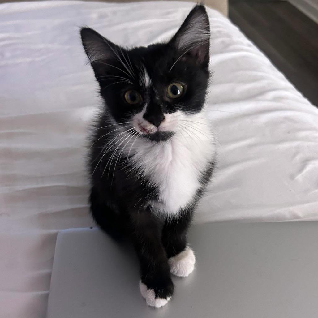 Bam *Adoption Pending 