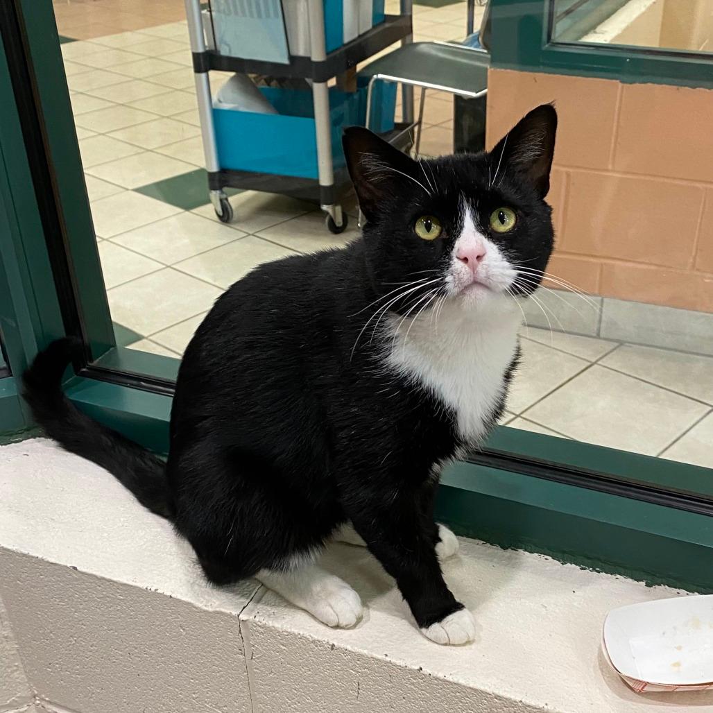 Captain FIV+ 50% OFF!