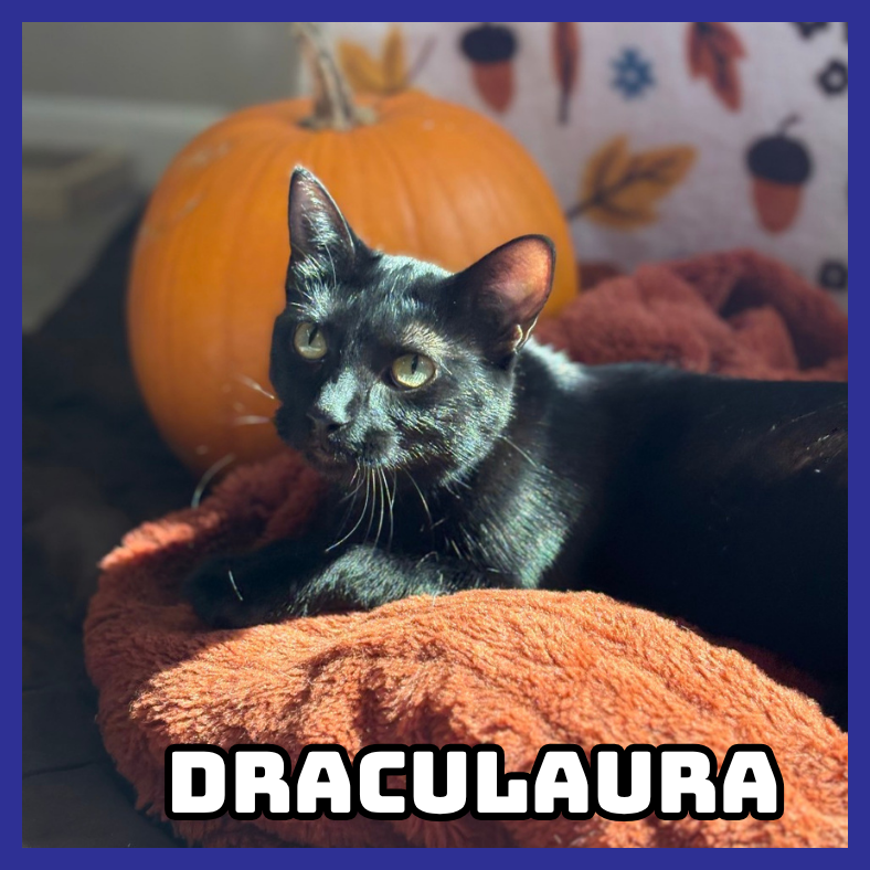 Draculaura