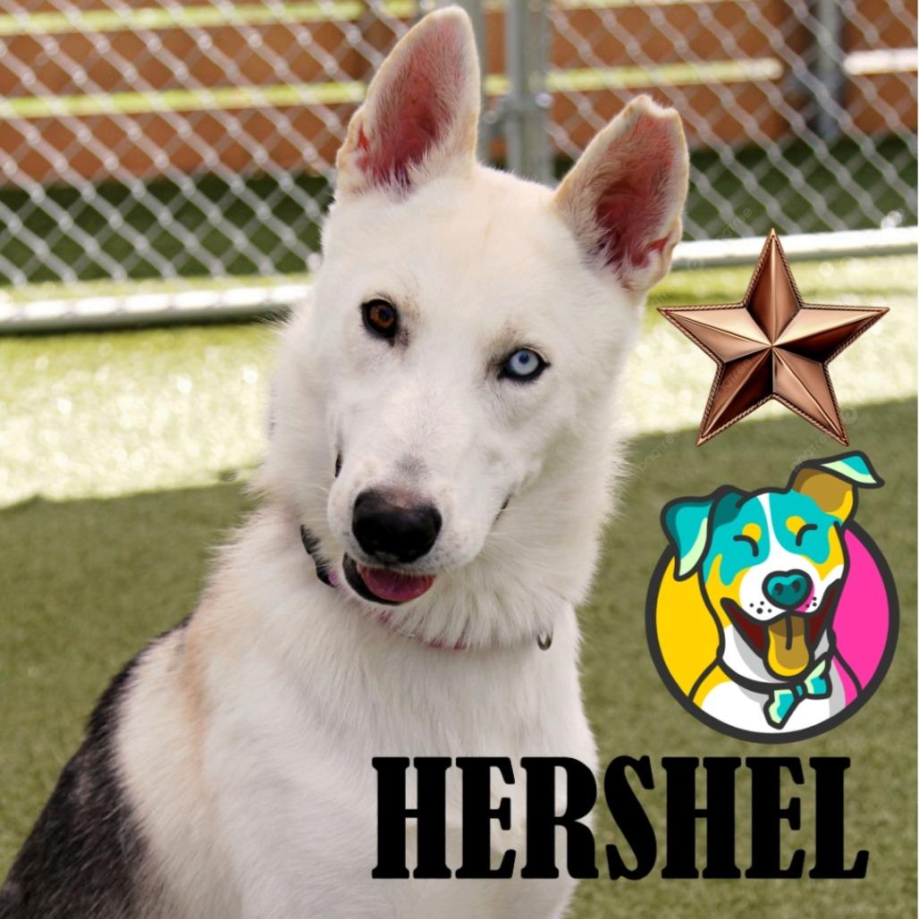 Hershel 
