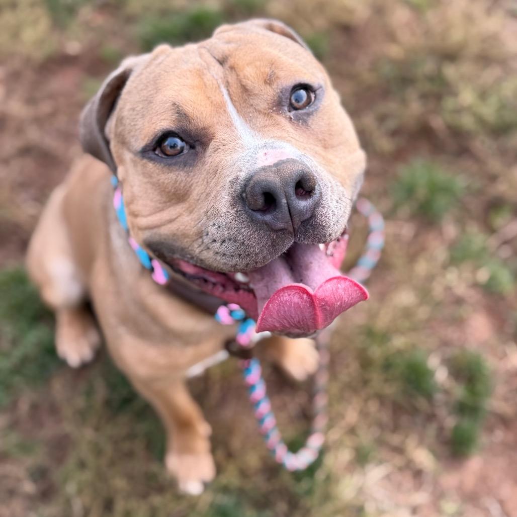 Tim the Tool Man Taylor