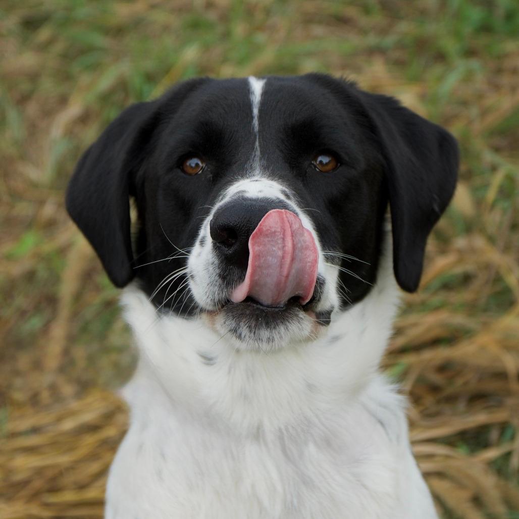 Cooper
