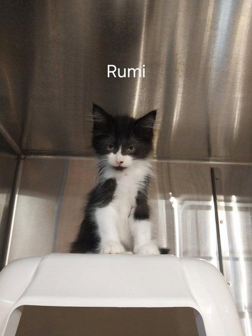 Rumi