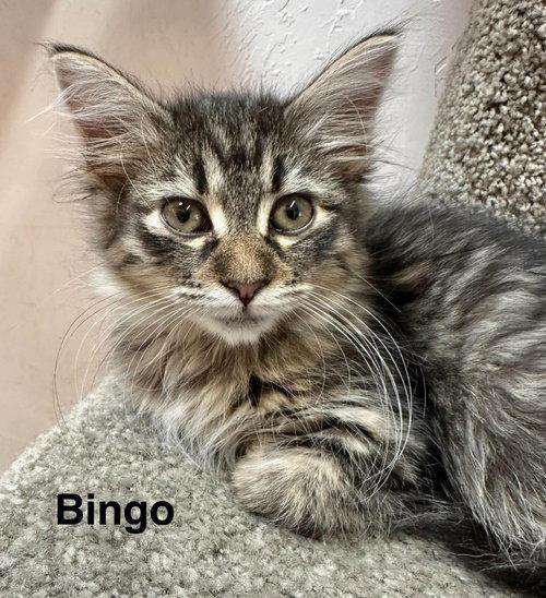 Bingo