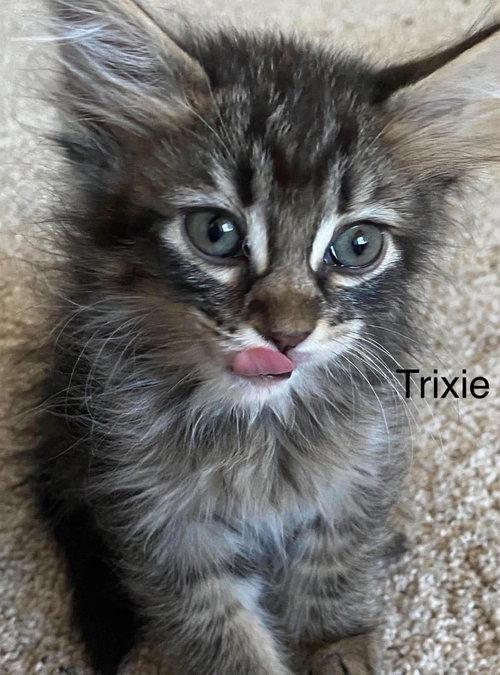 Trixie