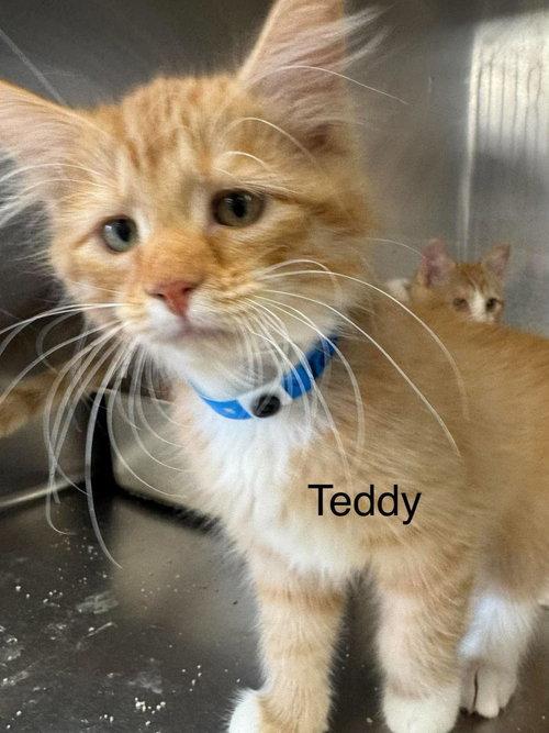 Teddy