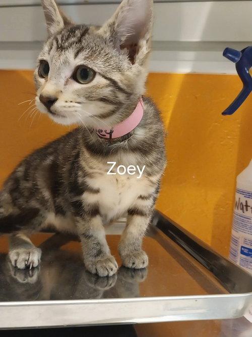 Zoey