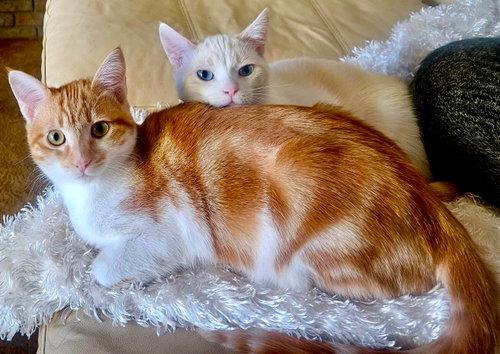 MARCO - Bonded with Polo