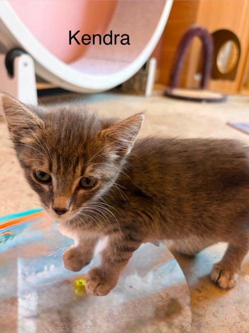 Kendra
