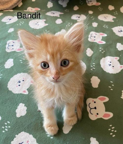 Bandit