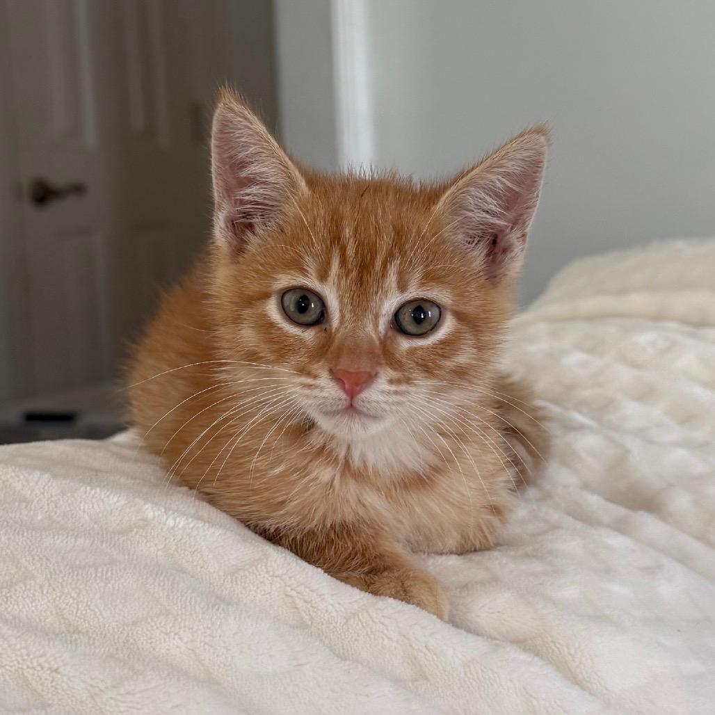 Gelato & Ravioli (bonded pair)