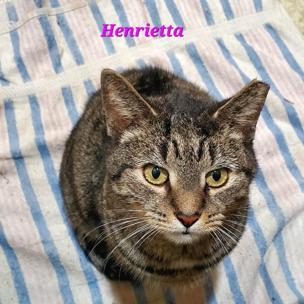 Henrietta