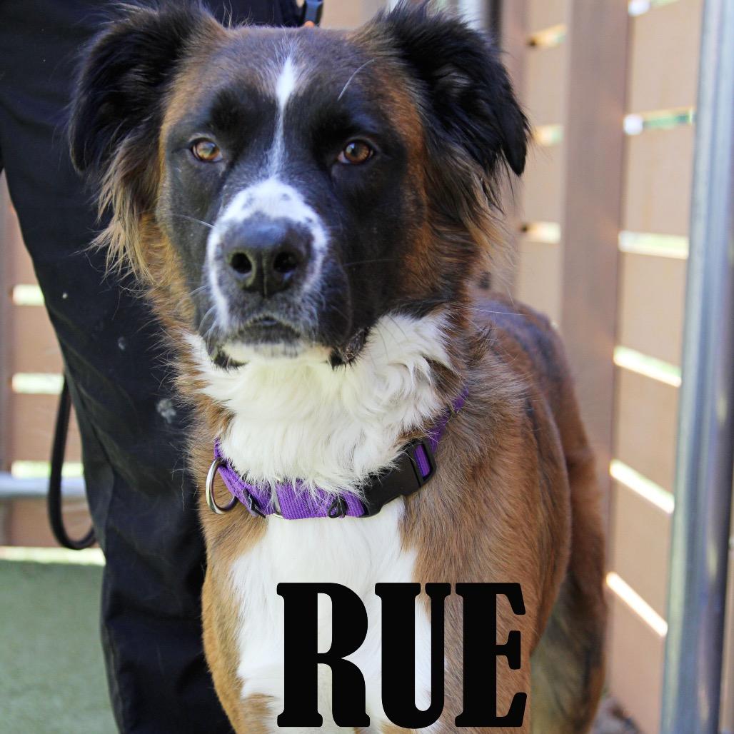 Rue