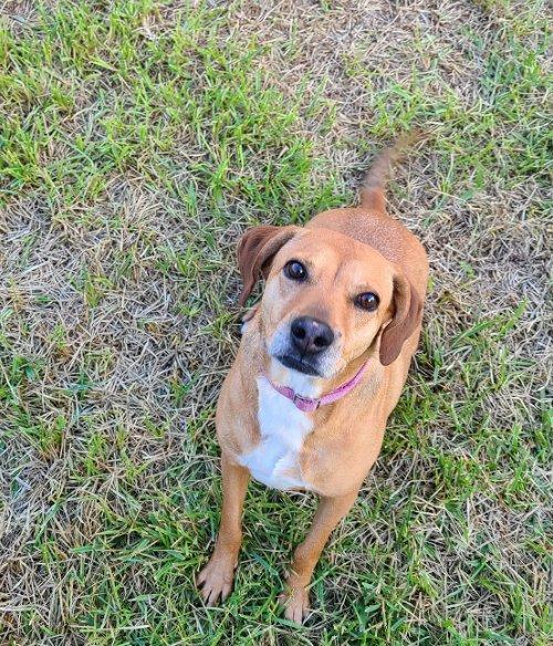 alvin animal shelter dogs
