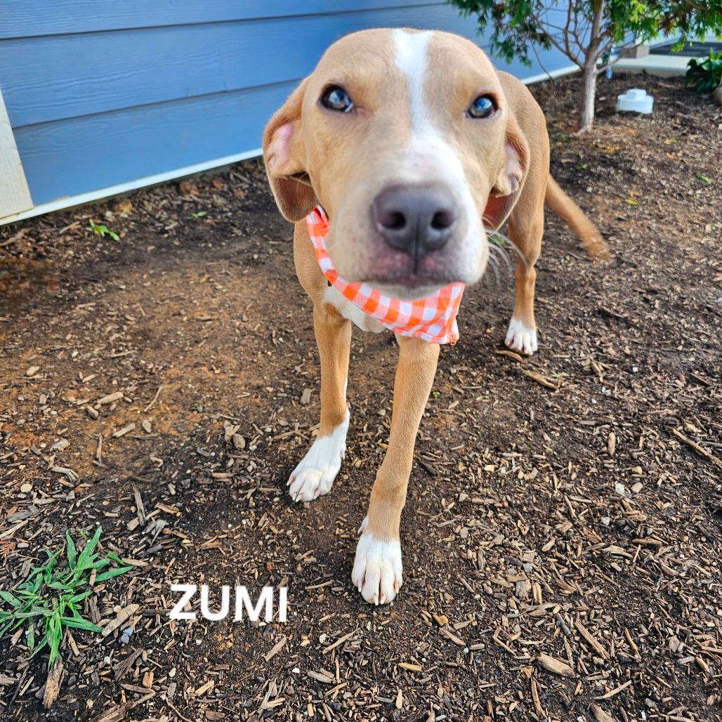 Zumi
