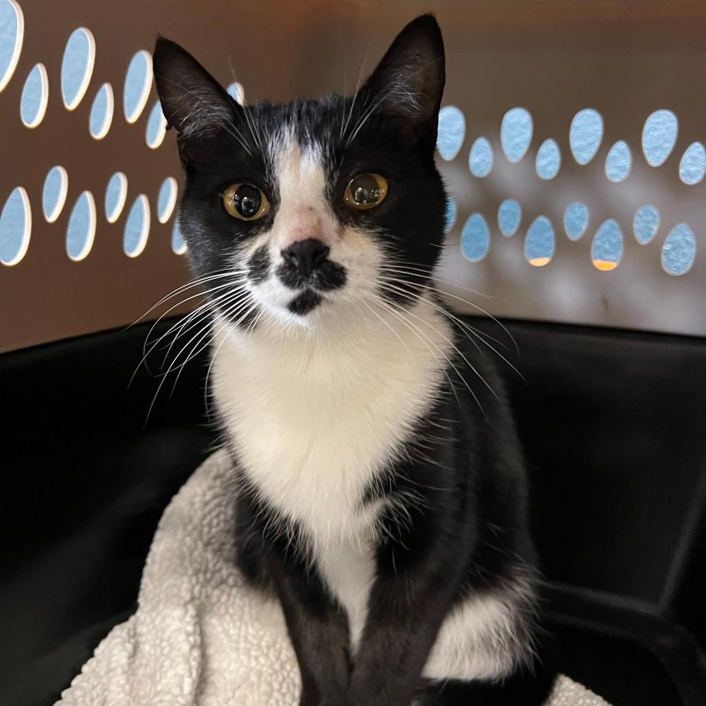 Mom SISK-Stray-63155