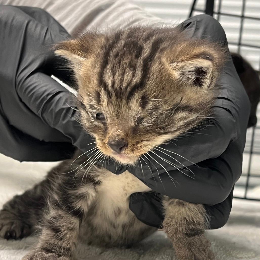 SISK-Stray-63155_2_3_4