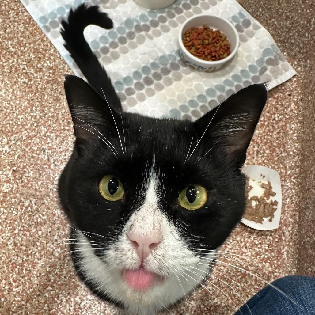 Captain FIV+ 50% OFF!