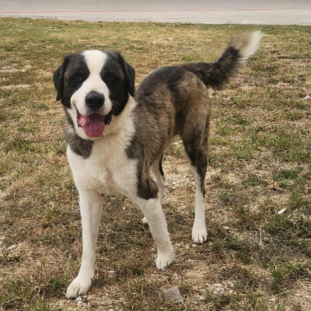 Alexander The Great JuM