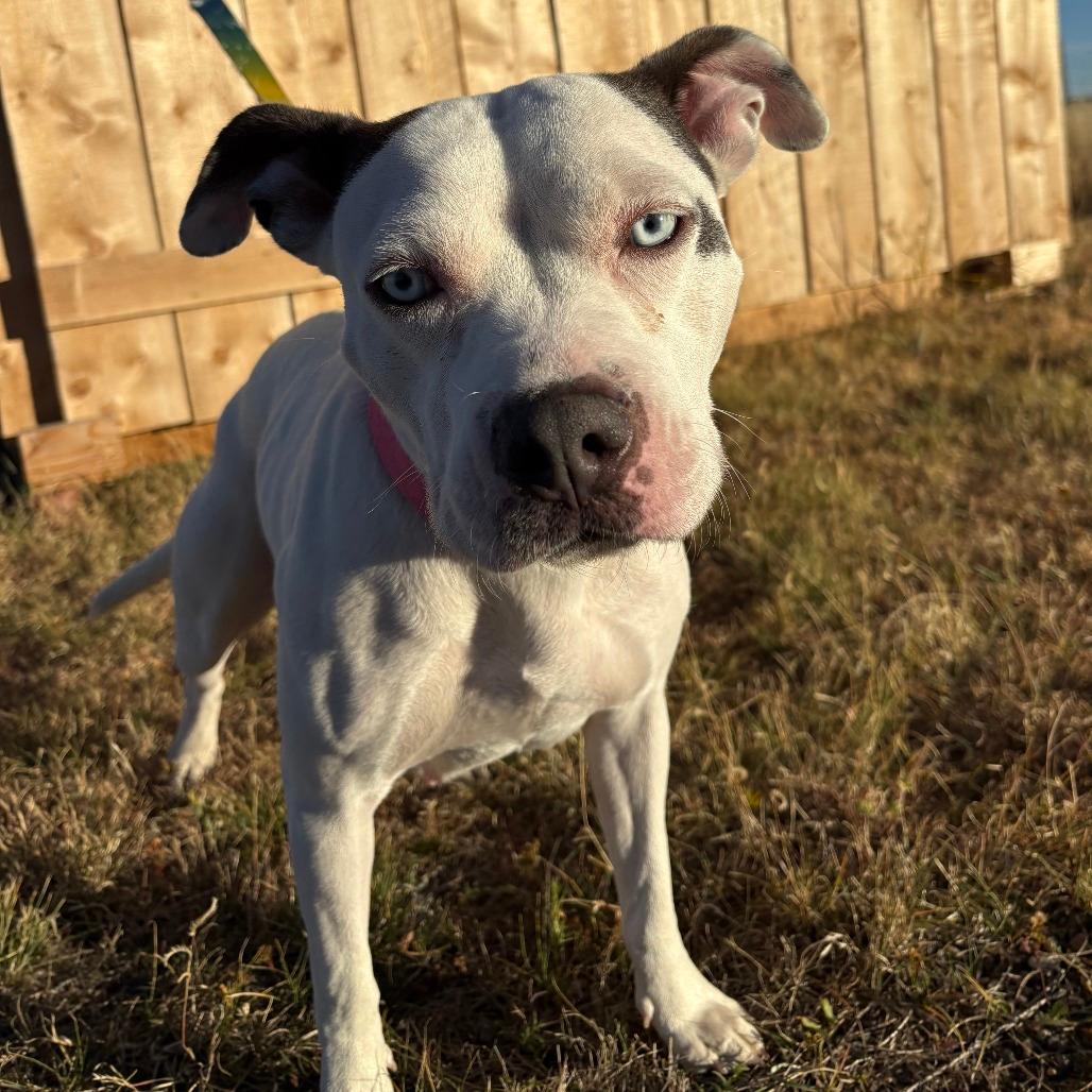 731 (2025) Mama Angel