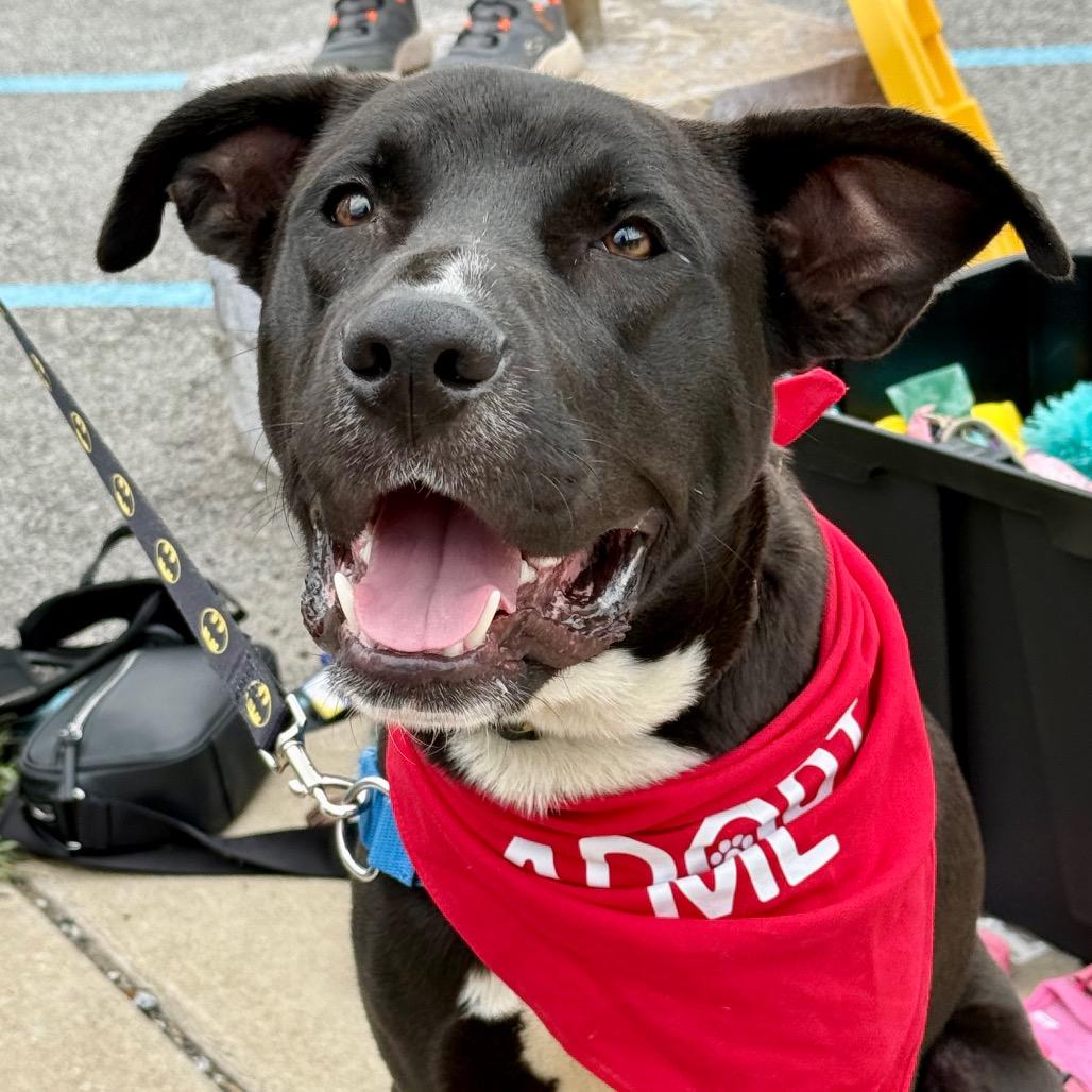 Chicken “Nugget”