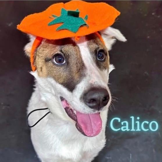 Calico
