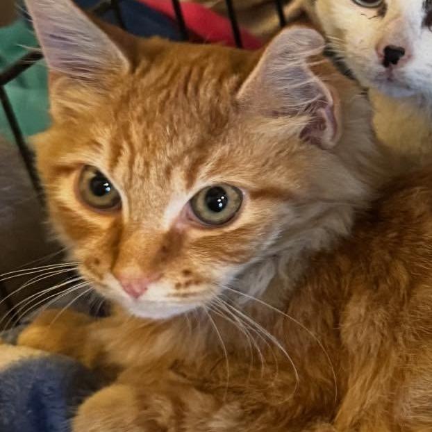 Van Gogh FKA Clark Griswald