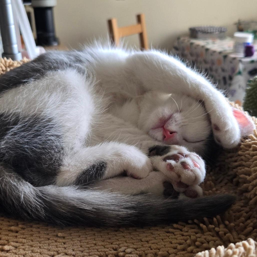 Tigress and Cubs - Rajah