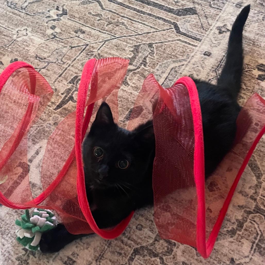 LEGION (formerly Pip)